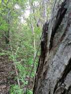 Ibervillea hypoleuca (Standl.) C. Jeffrey resmi