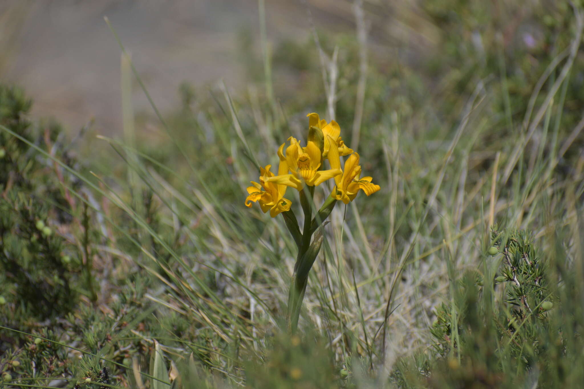 Plancia ëd Chloraea alpina Poepp.