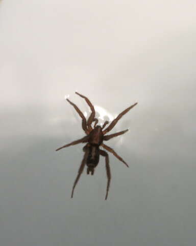 Image of Western Parson Spider