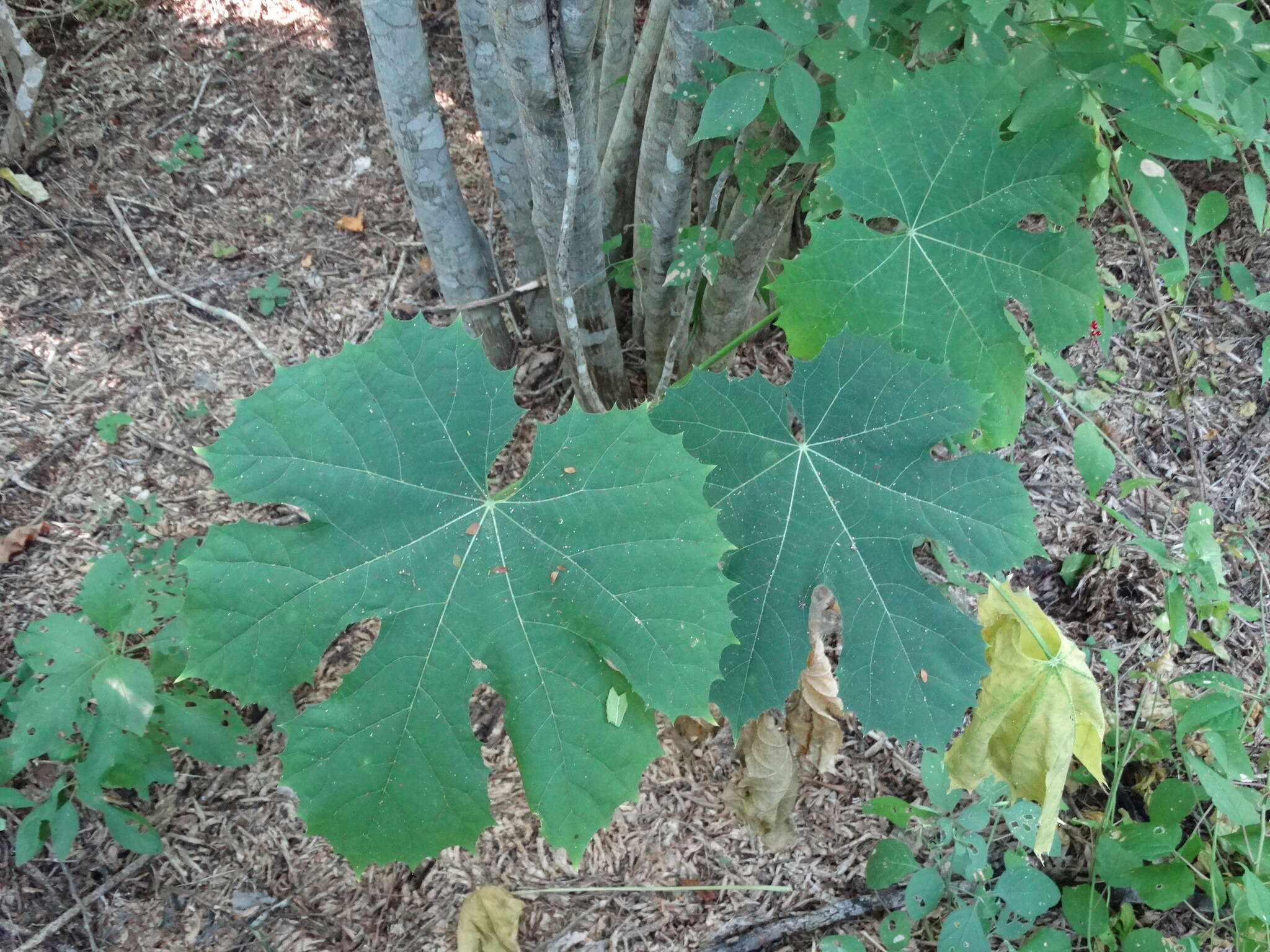 Слика од Cnidoscolus sinaloensis Breckon ex Fern. Casas