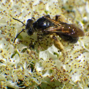 Sivun Andrena crataegi Robertson 1893 kuva