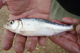 Image of Pike characin