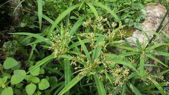 Image of Cyperus albostriatus Schrad.