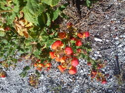 Image of Calceolaria pisacomensis Meyen ex Walp.