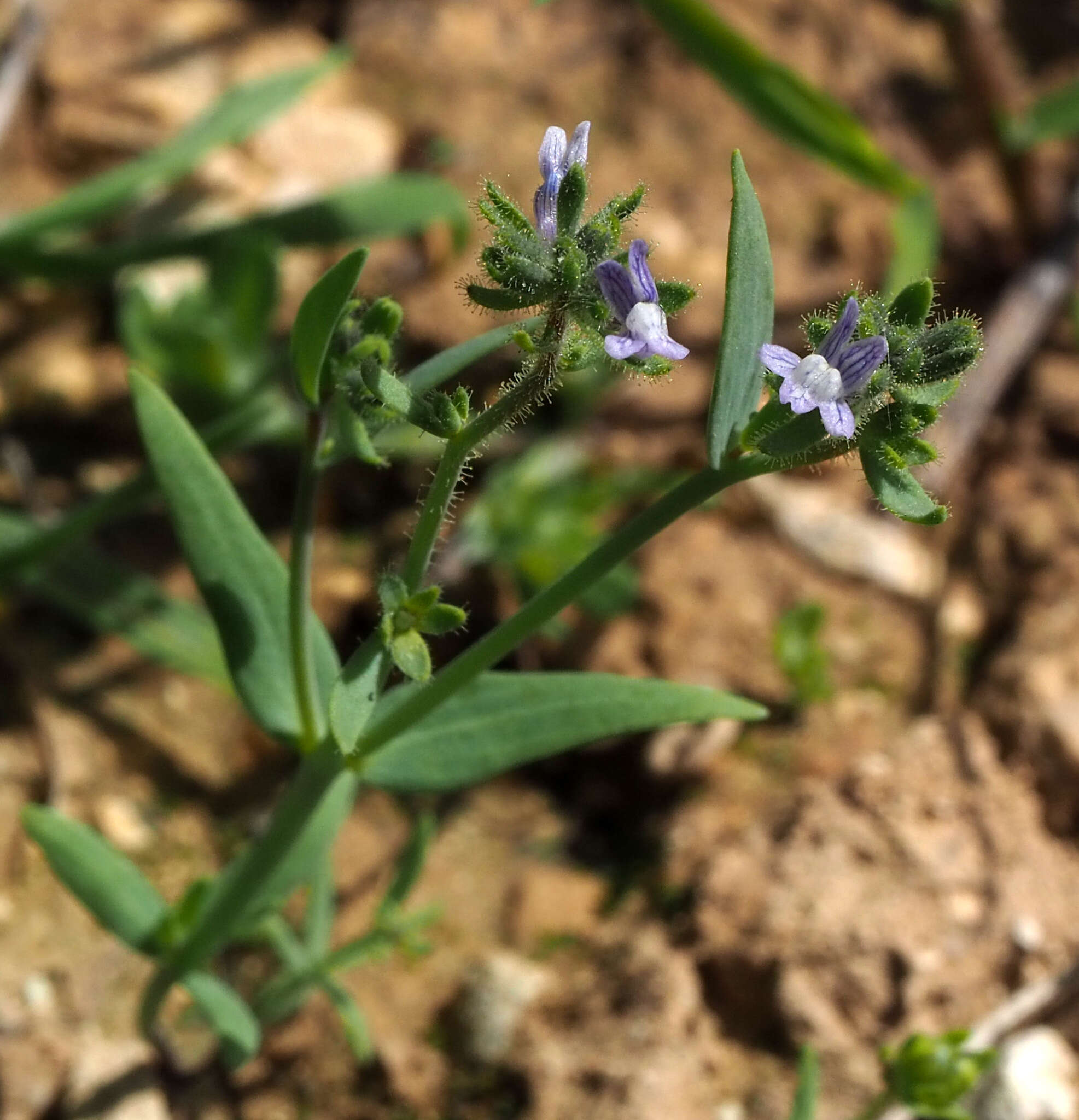 Image of Linaria micrantha (Cav.) Hoffmgg. & Link