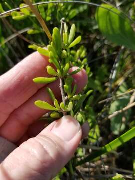 Image of Carolina desert-thorn