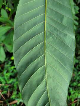 Image de Pouteria macrophylla (Lam.) Eyma