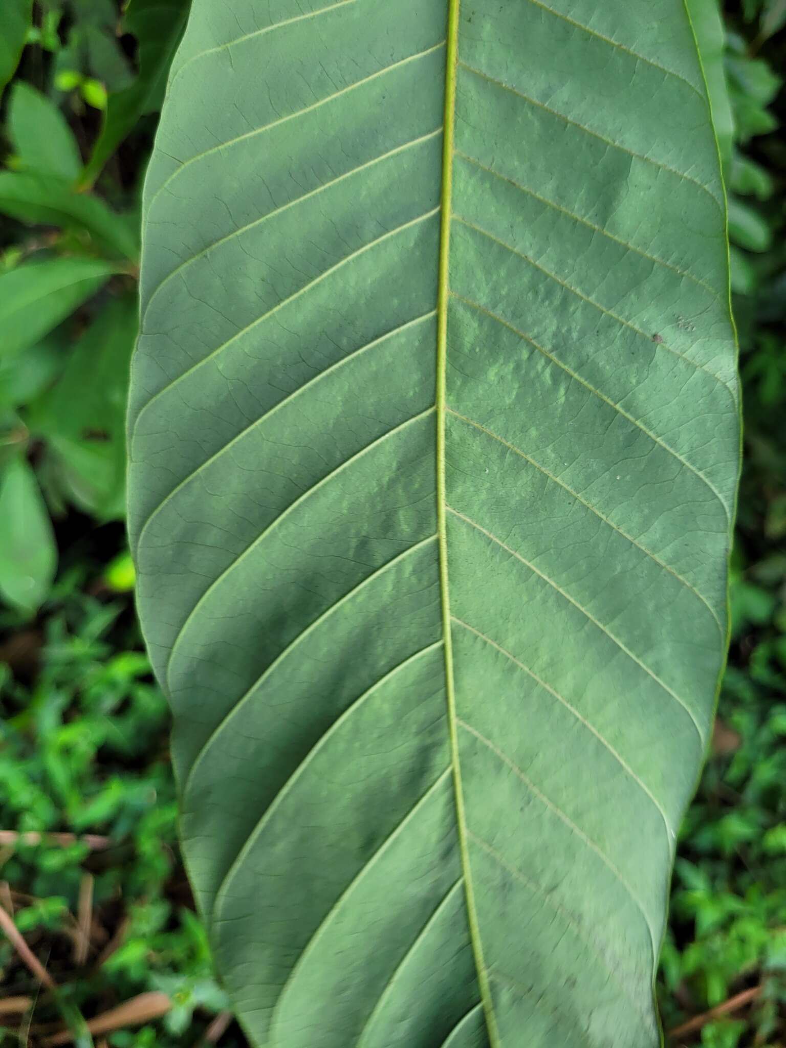 Image of Pouteria macrophylla (Lam.) Eyma