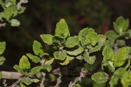 Image of Clinopodium tomentosum (Kunth) Govaerts