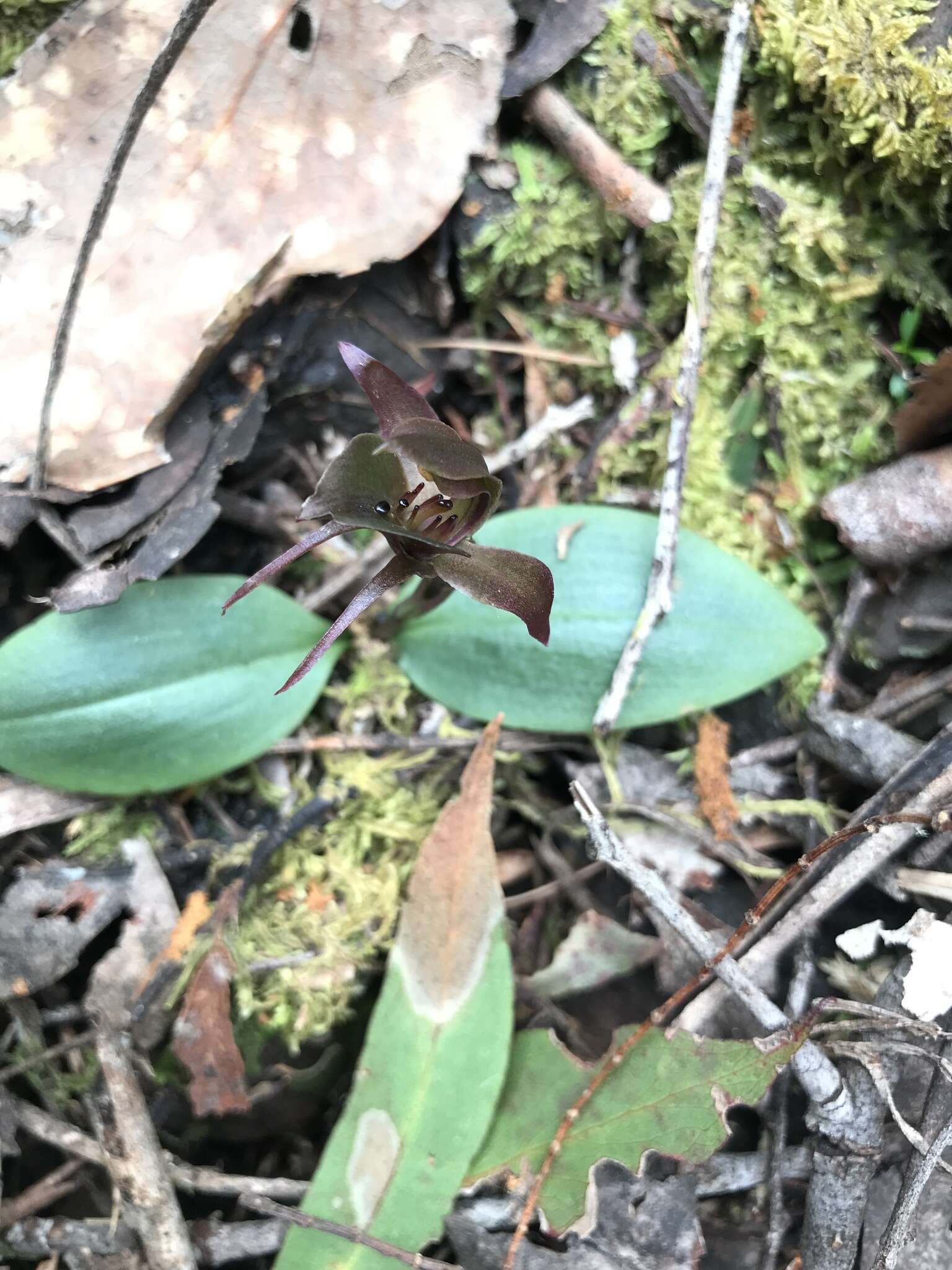 Image of Three-horned bird orchid