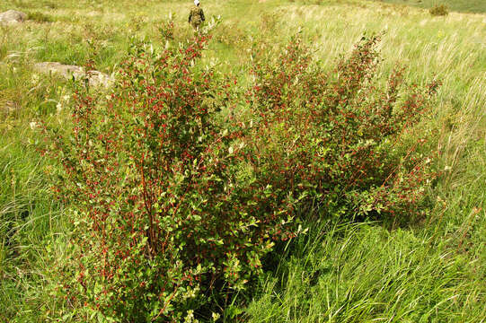 Image of dark-fruited cotoneaster