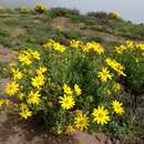 Image of Senecio bahioides Hook. & Arn.