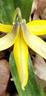 Image of dogtooth violet