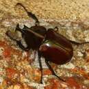 Image of Xylotrupes taprobanus ganesha Silvestre 2003