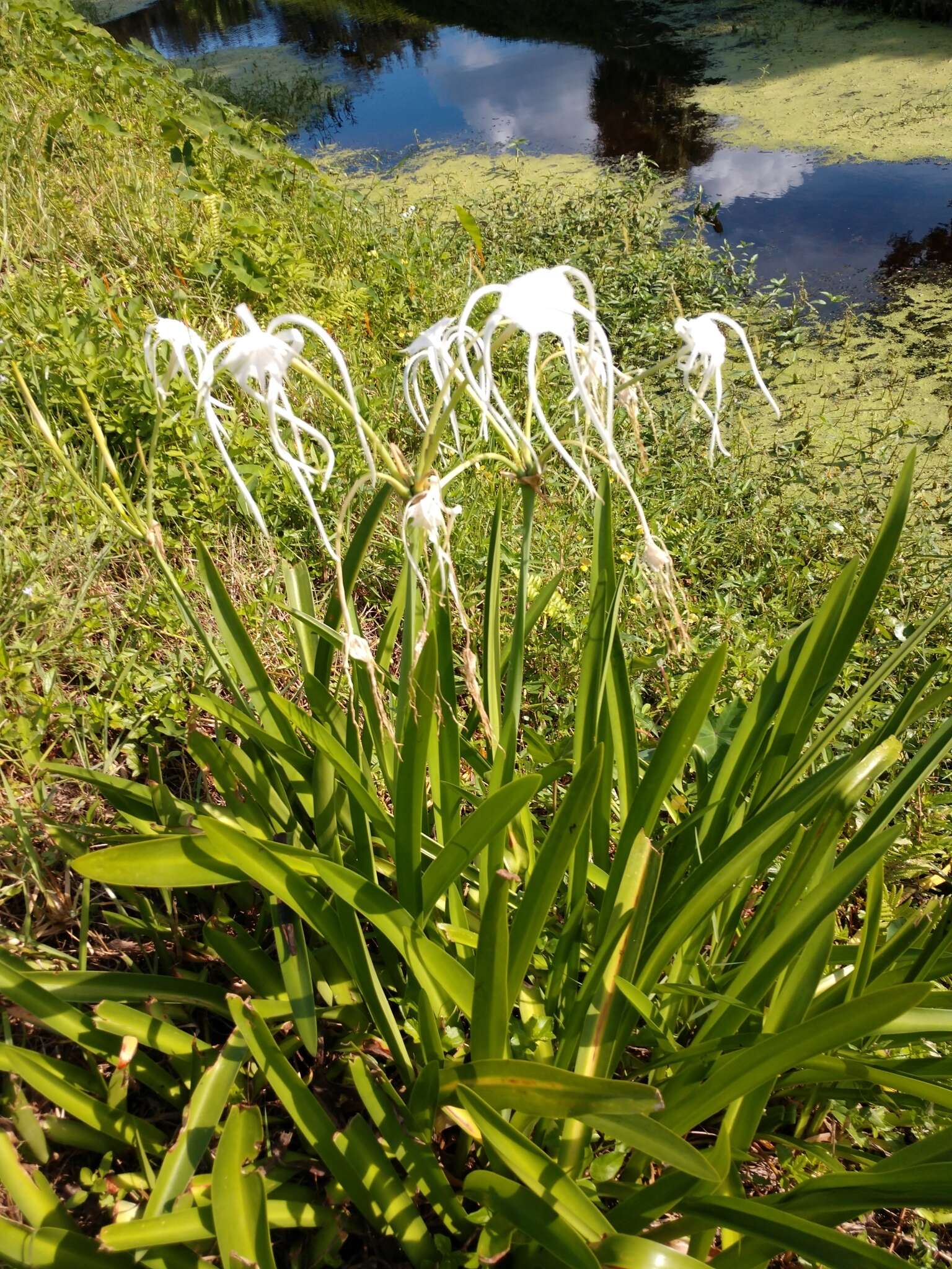 Image of perfumed spiderlily