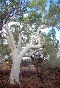 Image of Corymbia candida K. D. Hill & L. A. S. Johnson