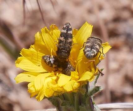 Image of Acmaeodera diffusa Barr 1969