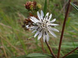 Image of Wedelia cardenasii (H. Rob.) B. L. Turner