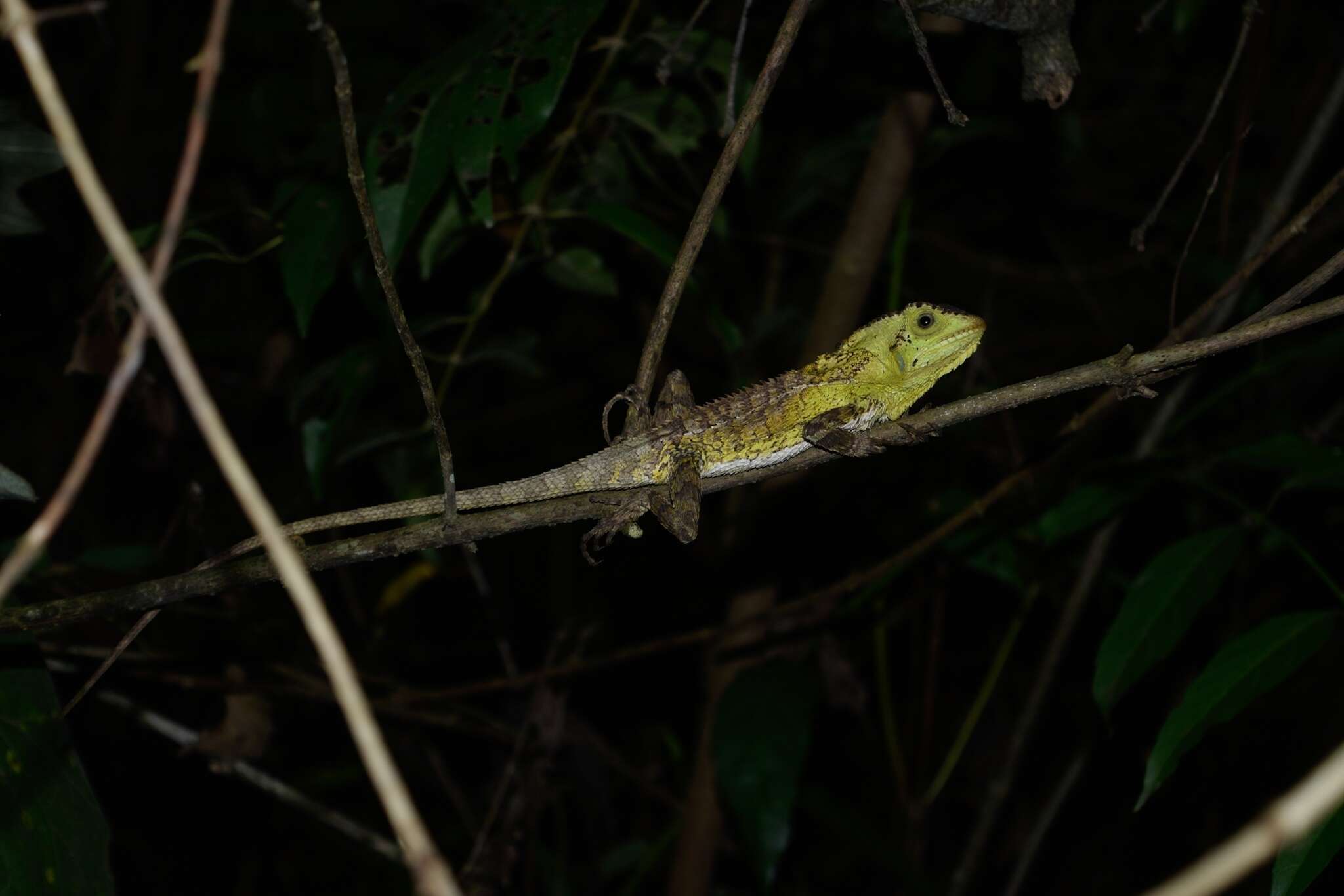 Image of Keeled Helmeted Basilisk