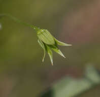 Image of Lowland Yellow-Loosestrife