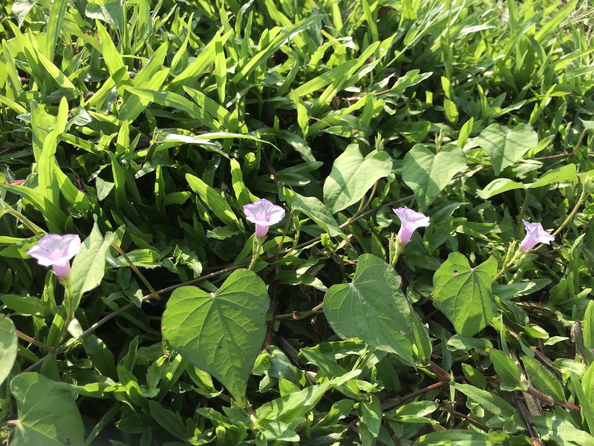 Plancia ëd Ipomoea triloba L.