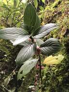 Image of Glossoloma ichthyoderma (Hanst.) J. L. Clark