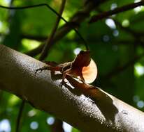 Image of Bueycito Anole