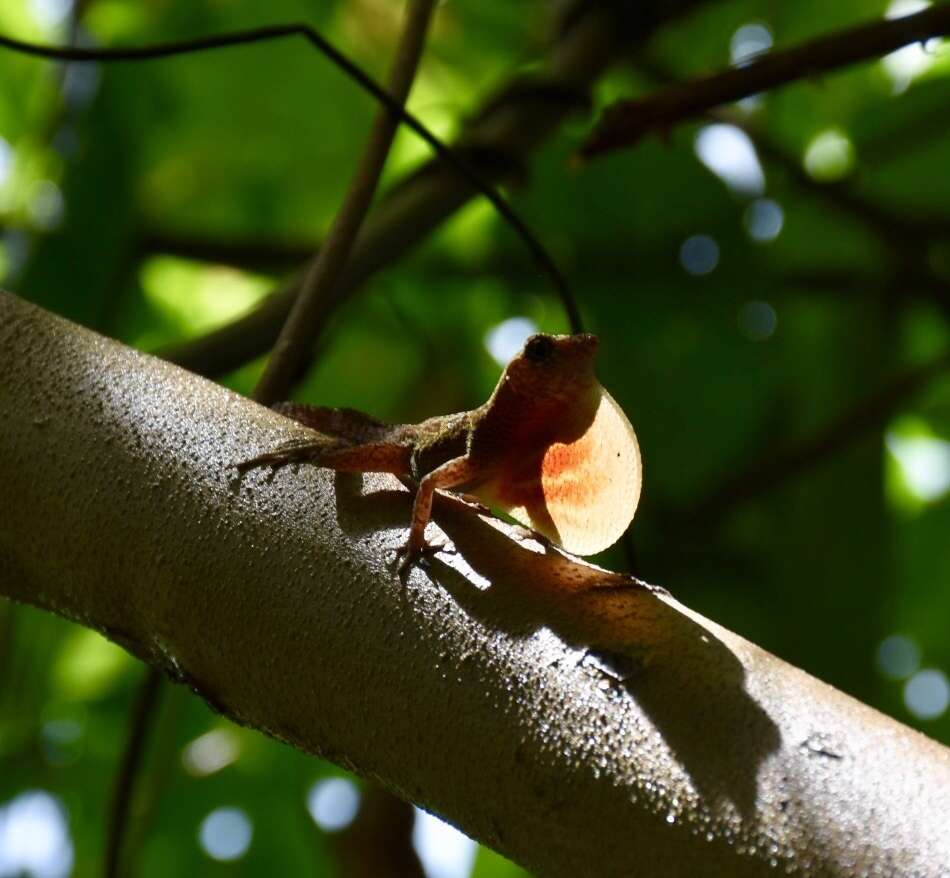 Image of Bueycito Anole