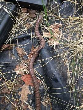 Image of milk snake