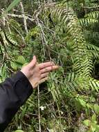 Image of Dracaena reflexa var. parvifolia Thouars ex H. Perrier