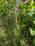 Image of Dactylorhiza elata subsp. sesquipedalis (Willd.) Soó