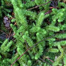 Image of robust rhytidiopsis moss