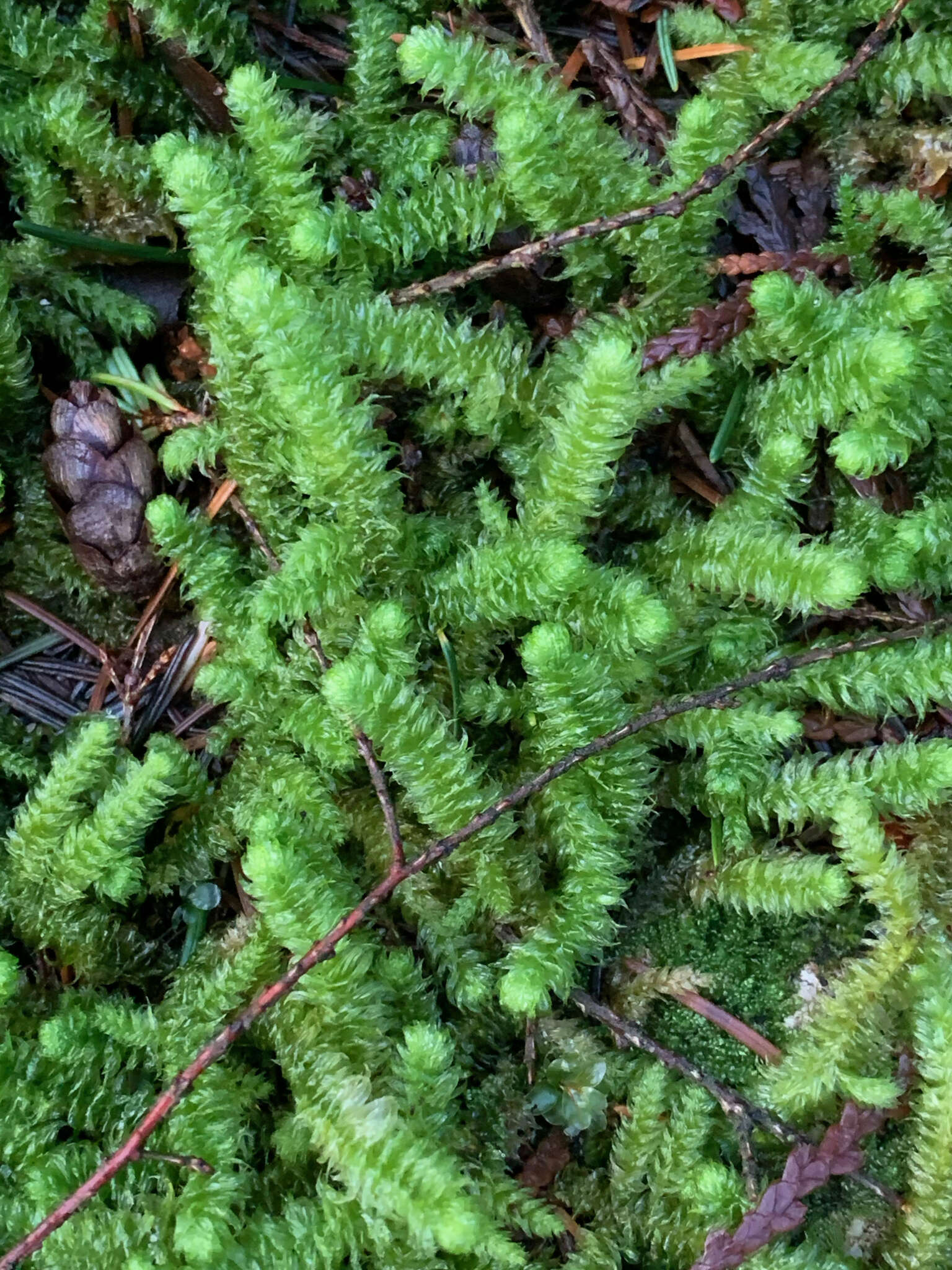 Image of robust rhytidiopsis moss