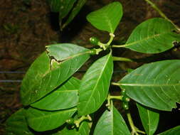Image of Palicourea grandifructa (C. M. Taylor) C. M. Taylor