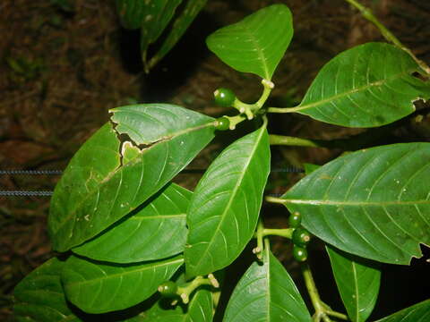 Image of Palicourea grandifructa (C. M. Taylor) C. M. Taylor