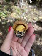 Image of Boletus leptospermi McNabb 1968