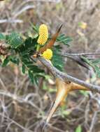 Image of bull horn acacia