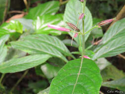 Image of Ruellia cearensis Lindau