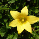 Image of Romulea citrina Baker