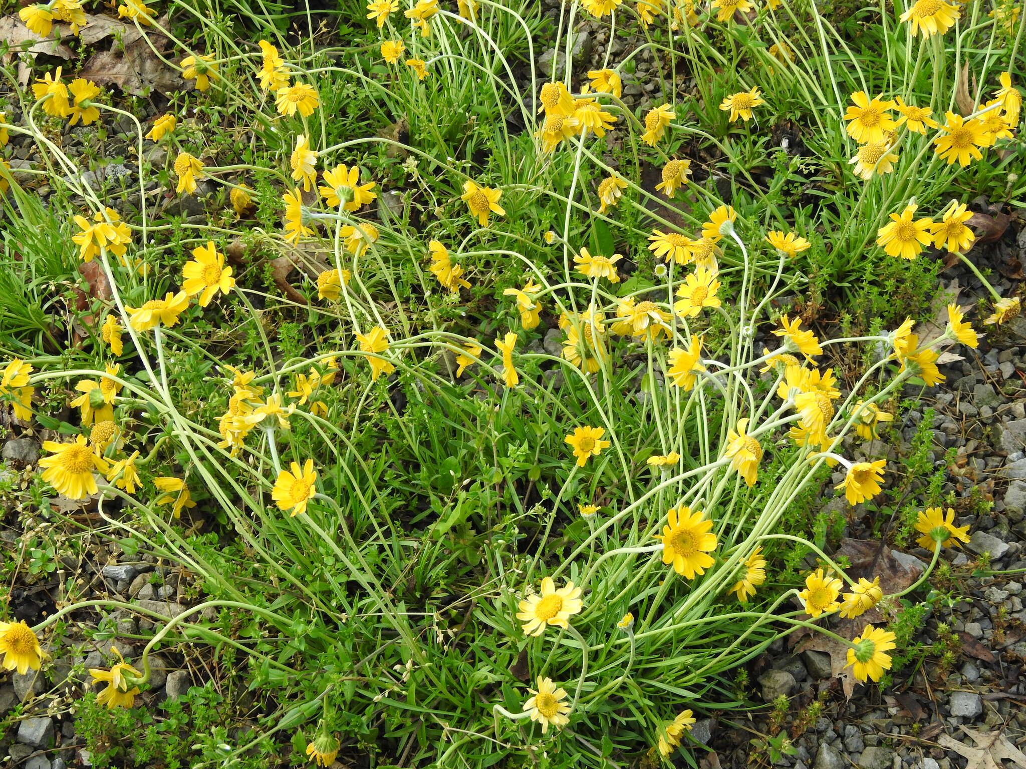 Sivun Tetraneuris herbacea Greene kuva