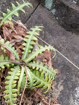 Plancia ëd Sonchus ustulatus subsp. ustulatus