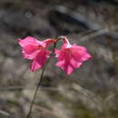 Plancia ëd Gladiolus meridionalis G. J. Lewis