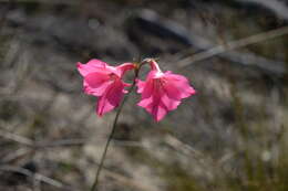 Image of Gladiolus meridionalis G. J. Lewis