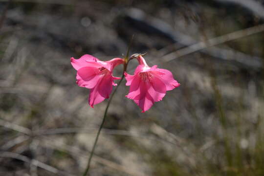 Imagem de Gladiolus meridionalis G. J. Lewis