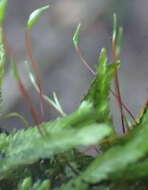 Imagem de <i>Catagonium <i>nitens</i></i> subsp. nitens