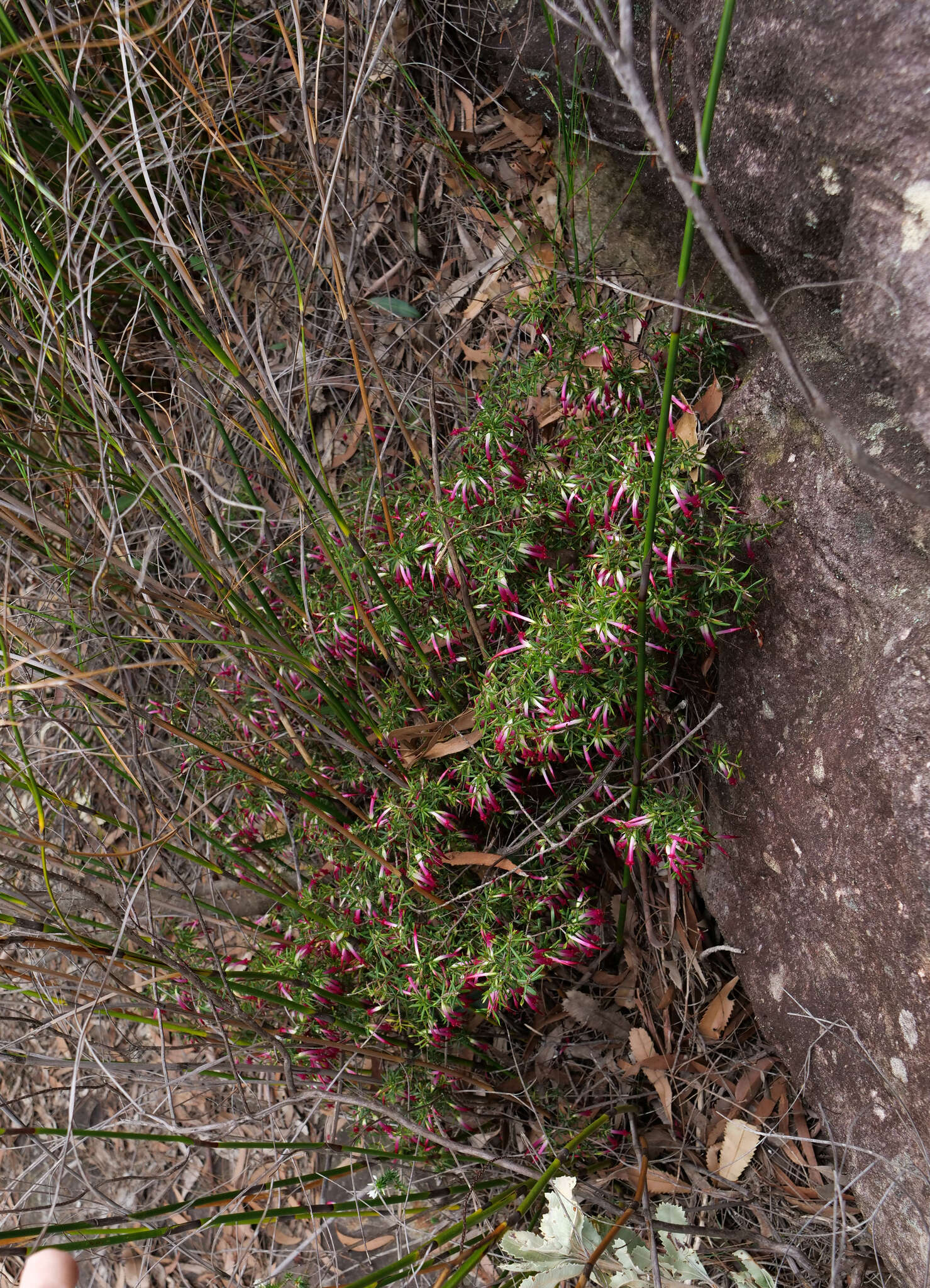 Sivun Styphelia tubiflora Sm. kuva