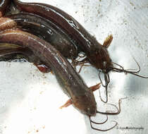 Image of airsac catfishes