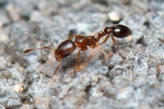 Image of Ant