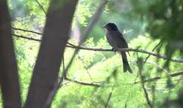 Image of Crow-biled Drongo