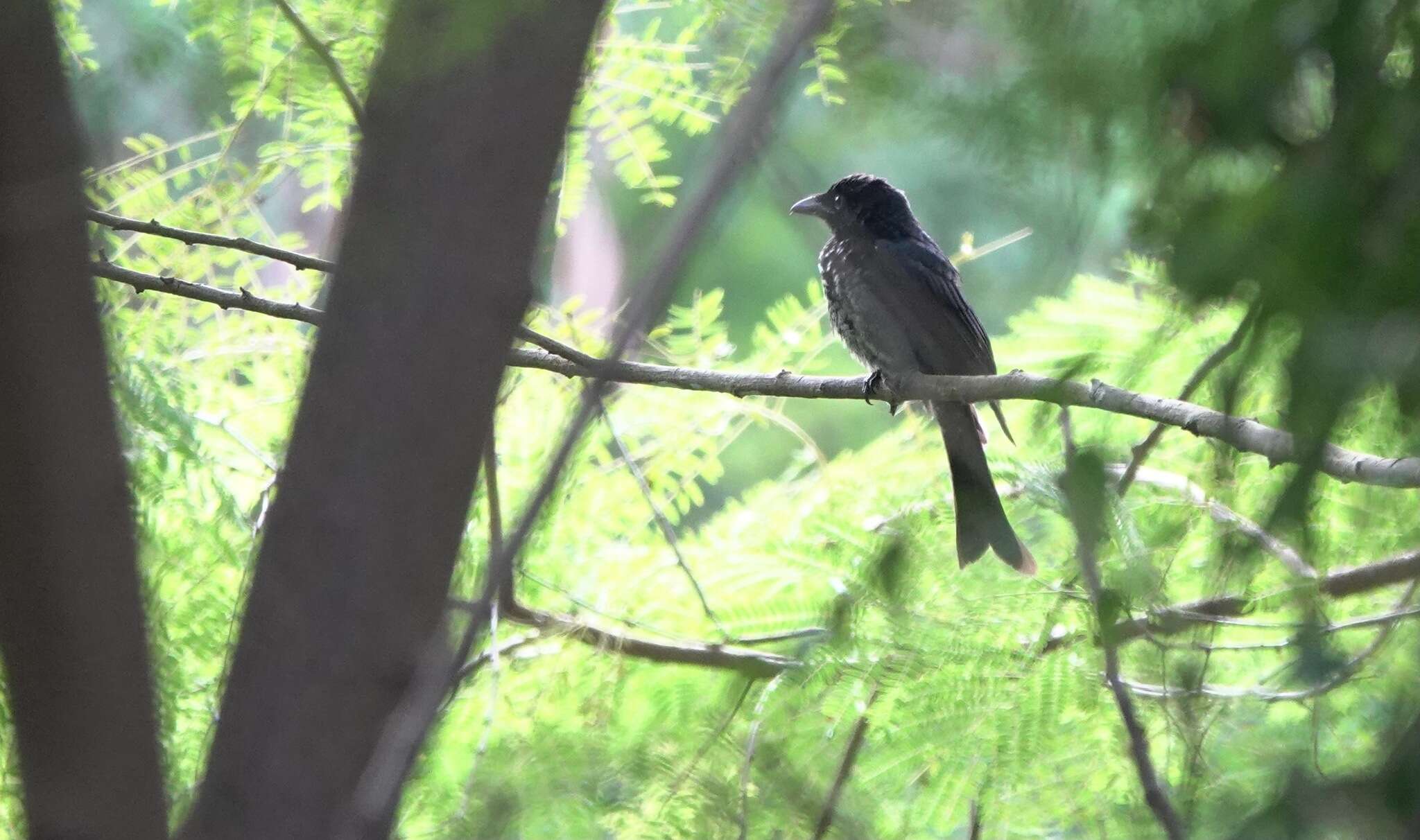 Image de Drongo à gros bec